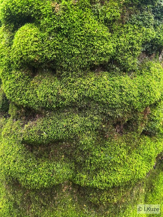 Pseudanomodon attenuatus